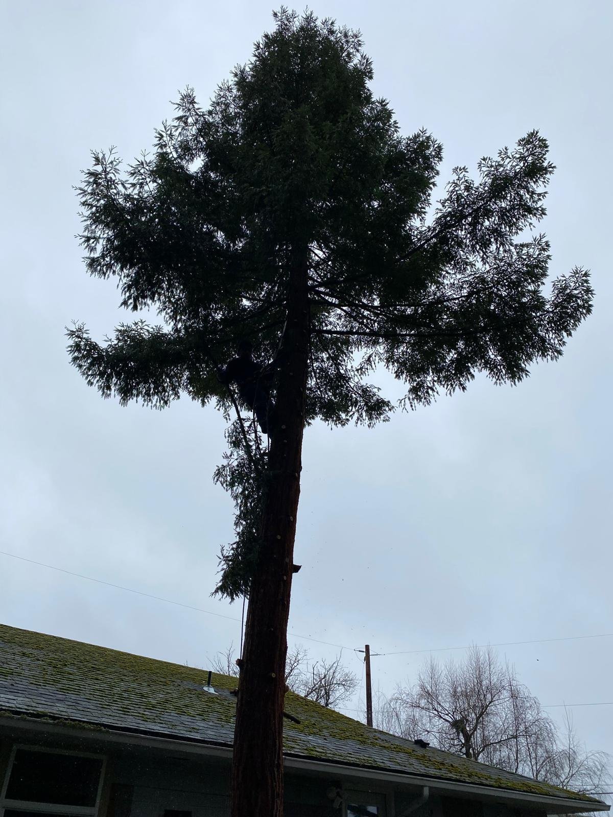 carlos landscaping 11.jpeg